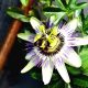 not just a tit lifestyle blog why death is a metaphor therapy session series passion flower garden hope