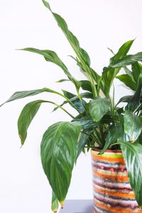 "peace lily in pot easy care houseplant notjustatit interiors blog"