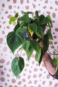 "philodendron against spotty background easy care houseplant notjustatit interiors blog"