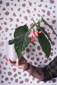 "begonia with pink flowers against spotty background easy care houseplant notjustatit interiors blog"