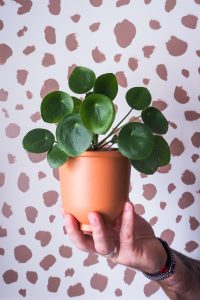 "chinese money plant pilia against spotty background easy care houseplant notjustatit interiors blog"