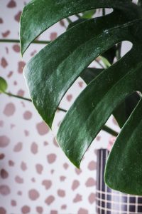 "monstera leaf against spotty background easy care houseplant notjustatit interiors blog"