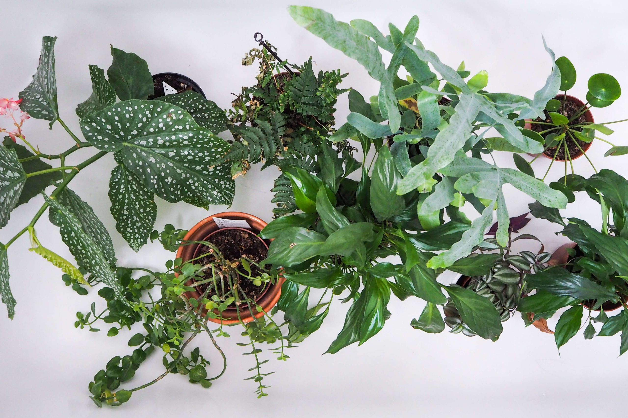 "easy care houseplants in bath notjustatit interiors blog"